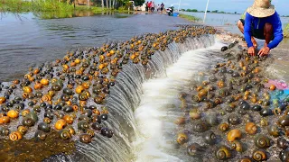 wow a lots of crabs and snails in rainy season catch by a fisherman skill when flood