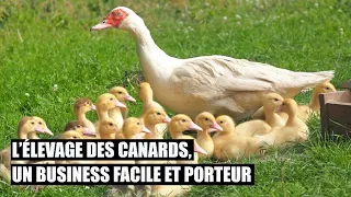 L' Elevage des Canards, un Business Facile et Porteur.