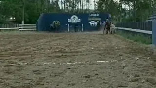 A fazenda hoje está de luto se foi um campeão 🖤🖤🖤🖤🖤🖤🖤🖤😭😭💔💔