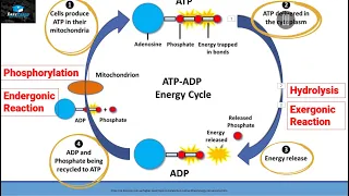 ATP-ADP ENERGY CYCLE