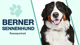 Berner Sennenhund im Rasseportrait | Hund mit ausgeglichenen oder verrückten Temperament?