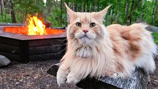 Maine Coon Buster and the Campfire!