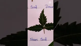 Names of Leaves... Part - 1