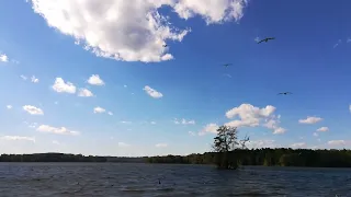 Flock of ring-billed gulls flying