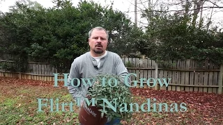 How to grow Flirt™ Nandina with a detailed description