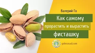 Валерий Го "Как самому  вырастить фисташку"