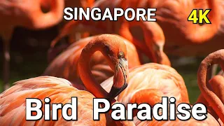 Singapore's New Bird Park | Bird Paradise Singapore Tour | Singapore Bird Park Walking Tour