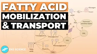 Fatty Acid Mobilization & Transport | Metabolism