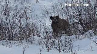 Охота на кабана с вышки