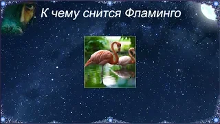 К чему снится Фламинго (Сонник)