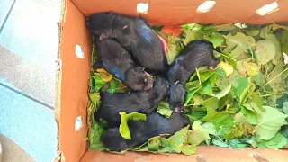 💔😢Снова спасаем | Брошенные щенки в коробке | один щенок не выжил | Rescue of newborn puppies