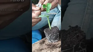 tutorial grafting semangka dengan labu