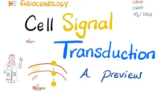 Cell Signal Transduction | A Preview | Endocrinology Series