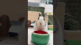 🐰糰長：在忙，也要記得吃中餐哦！🥰。兔子。糰長的華麗冒險