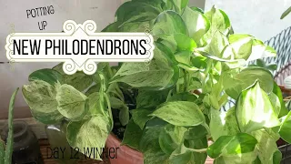 NEW Philodendron Plant & Chat | Houseplant TOUR | 12 Days of Giving Winner