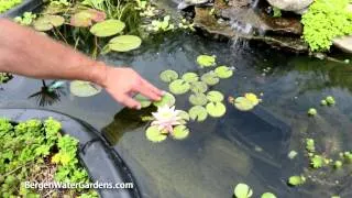 Nymphaea 'Cynthia Anne' Hardy Waterlily