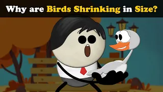 Why are Birds Shrinking in Size? + more videos | #aumsum #kids #science #education #children