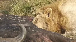 The very large Nkuhuma Lion feeding on a Cape buffalo