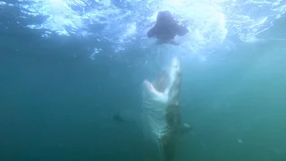 Marine Scientist Captures Amazing Great White Shark Breaches Up Close