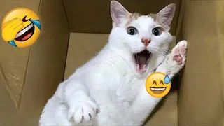 😹🙀 Best Cats Videos 😹😂 Best Funny Animals 2024 #16