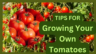 Mastering the Art of Tomato Gardening: 5 Expert Tips for a Bountiful Harvest