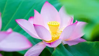 Lotus Flower ➤ 4K Relaxing Ambient Music, Stress Relief Music, Yoga Music