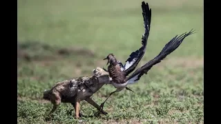 Jackal Kills Stork in Savage Slo-Mo!