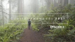 Photographing the Redwoods, Spring 2021: Episode 1