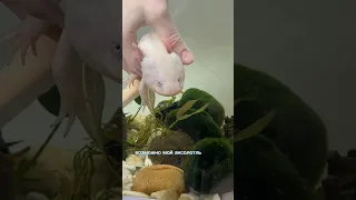 Аксолотль поранился😞 #axolotl #аксолотль