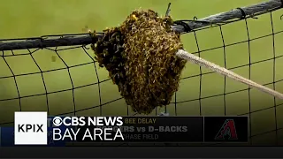 There's No Bees in Baseball! Plus, a Giraffe Chiropractor