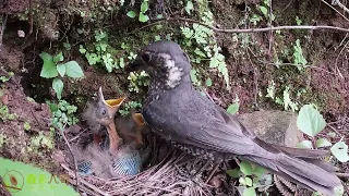 Cuckoo：Mother bird is too smart. Big worms to feed their children first鸟妈妈太聪明了，有大虫子先喂自己的孩子，杜鹃鸟只能眼馋