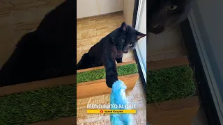 Последняя съёмка камышового кота Вульфа... 😿