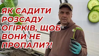 ❗️РОЗСАДУ ОГІРКІВ САДЖУ ТІЛЬКИ ТАК! ЧОМУ ПРОПАДАЄ РОЗСАДА ОГІРКІВ?