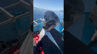 Cute Sea Lion Takes Nap In Person's Hand