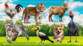 Cute Little Farm Animal Sounds: Chicken, Tiger, Bighorn Sheep, Leopard, Hornbill, Dog & Cassowary