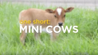 ONE Short: Mini Cows