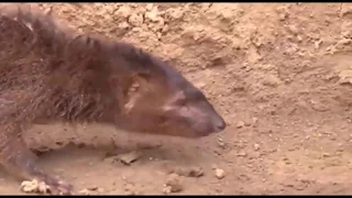 King Cobra Big Battle In The Desert Mongoose and the unexpected | Most Amazing Attack of Animals!