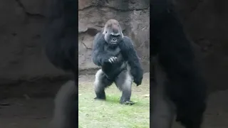 Gorilla walking in the warm rain part 2. #gorilla #shorts #ape