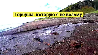 Горбуша, которую я не возьму // Pink salmon that I won't take (Eng Subs)