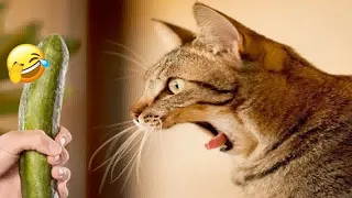 😂 Funniest Cats and Dogs Videos 🤣😹 Funny Videos Compilation 🙀😂