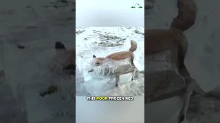 Poor Fox Found Frozen In River