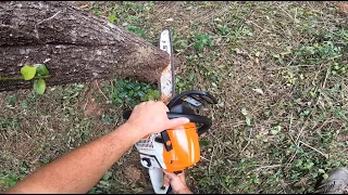 STIHL MS 241C cutting tree