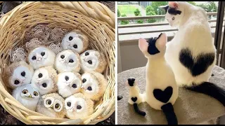 Cute Baby Animals Videos Compilation | Funny and Cute Moment of the Animals #17 - Cutest Animals