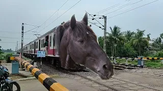 Dangerous Mad Horse Headed Emu Local Furious Honking Moving Throughout Railgate