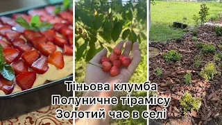 ЛІТО В СЕЛІ 💐 ТІРАМІСУ з полуницею 🍓НОВА КЛУМБА🌱 перший урожай полуниці