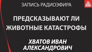 Предсказывают ли животные катастрофы. Хватов Иван Александрович