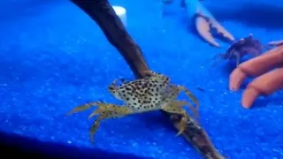 a communal panther crab / Parathelphusa pantherina