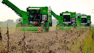 Potato Harvest | 3x AVR PUMA+ - 4 row potato harvesters | Aardappels rooien - Loonbedrijf Breure