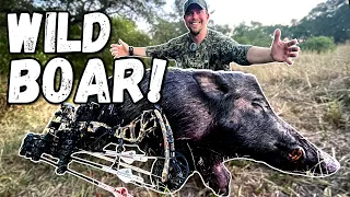 HUGE WILD BOAR!!!  🐗  Bowhunting Texas Pigs w/ Ranch Fairy!