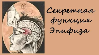 Секретная функция Эпифиза